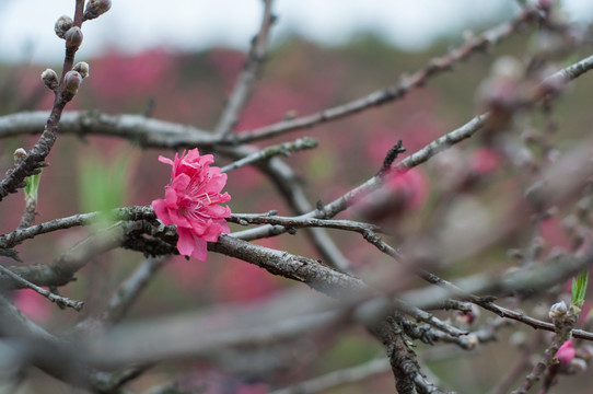 桃花