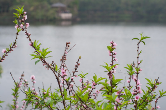 桃花