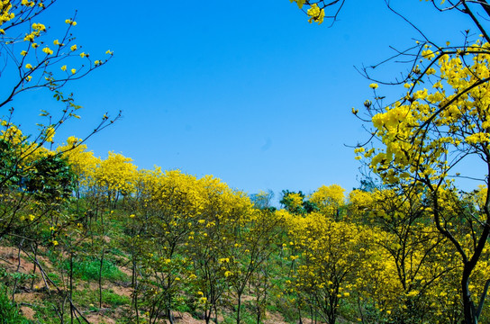 艳丽的黄花风铃木