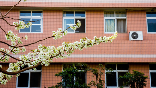 梨花