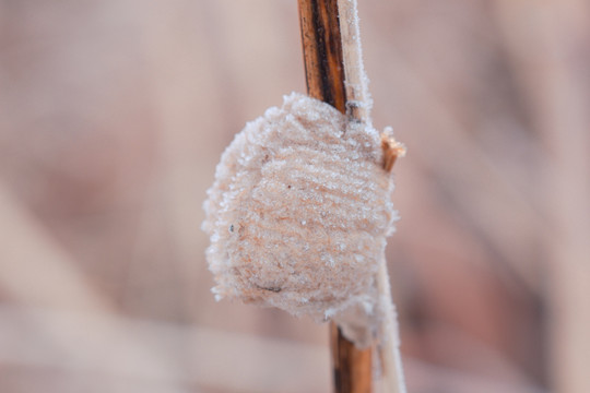 雪 冰 冷 季节 自然 霜冻