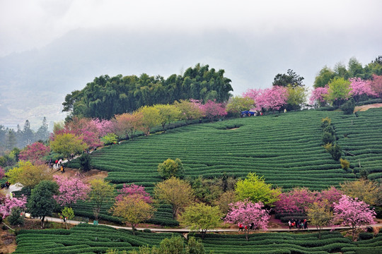 永福樱花 永福樱花园