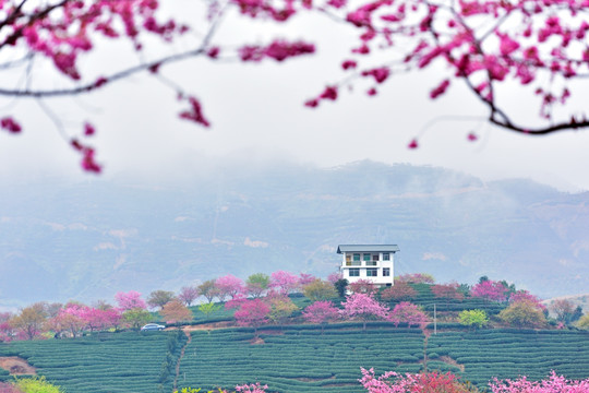 永福樱花 永福樱花园