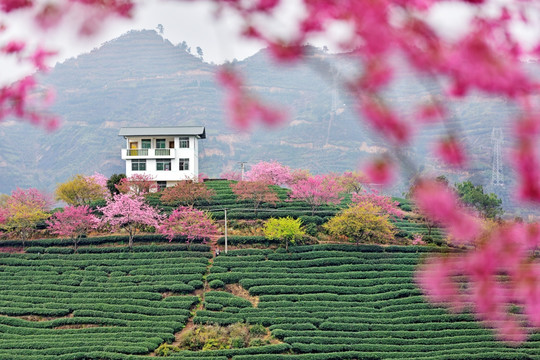 永福樱花 永福樱花园