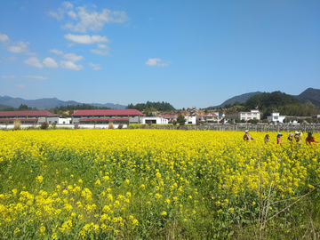 春天油菜花