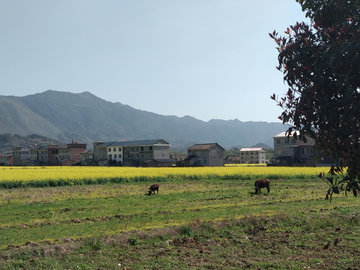 田园风光