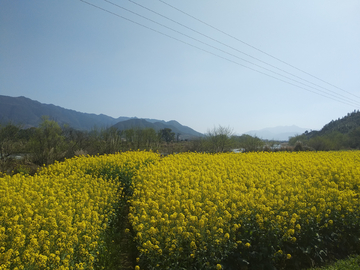 春天油菜花