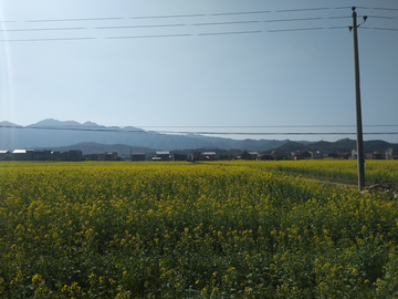 油莱花开