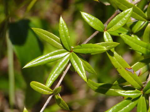 药用植物小檗