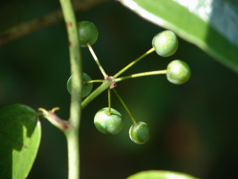 菝葜果实