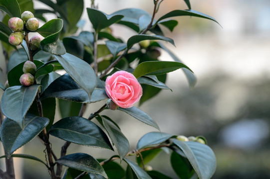 粉色茶花