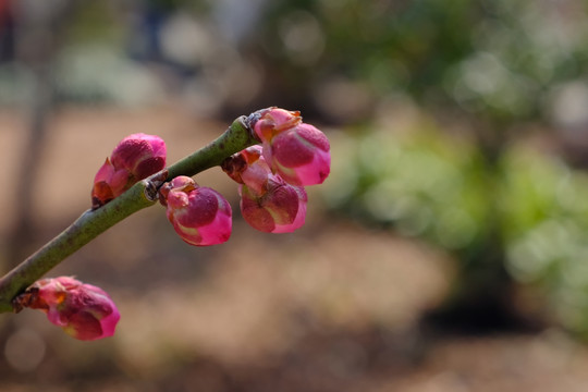 桃花