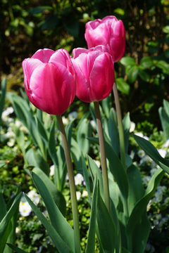 郁金香花