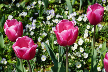 郁金香花