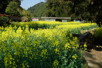 油菜花海