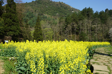 油菜花海