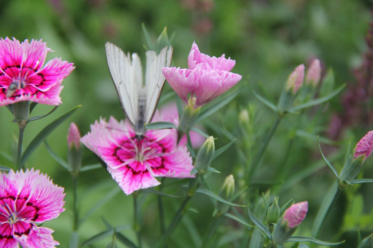 蝴蝶花