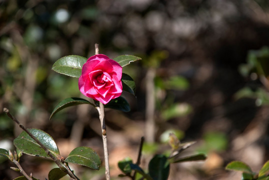 茶花