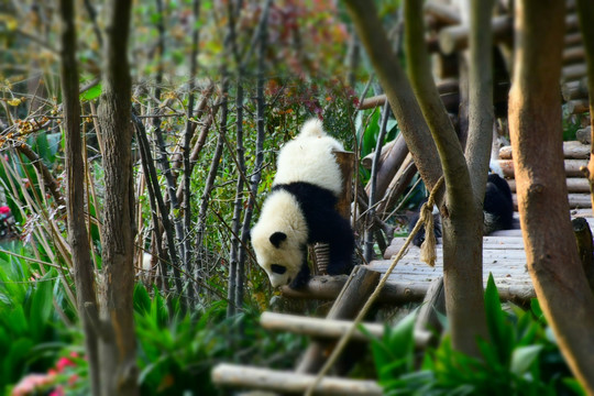 熊猫宝宝高清摄影大图素材