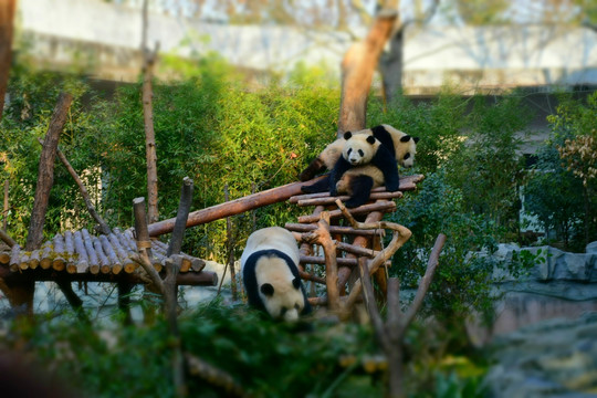 熊猫高清摄影大图素材