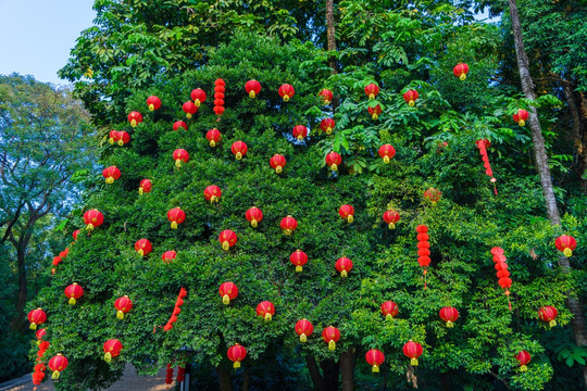 春节树上挂的灯笼