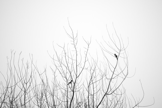 树和鸟