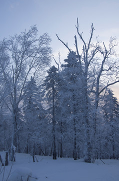 雪乡风景集合白桦林