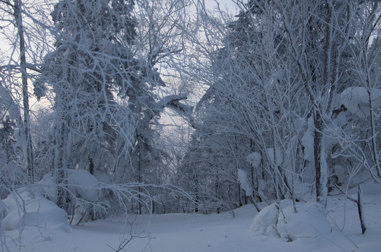 雪乡风景集合白桦林