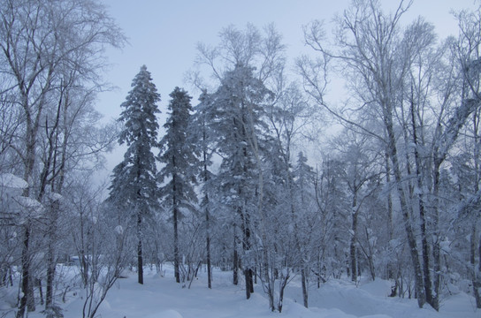 雪乡风景集合白桦林