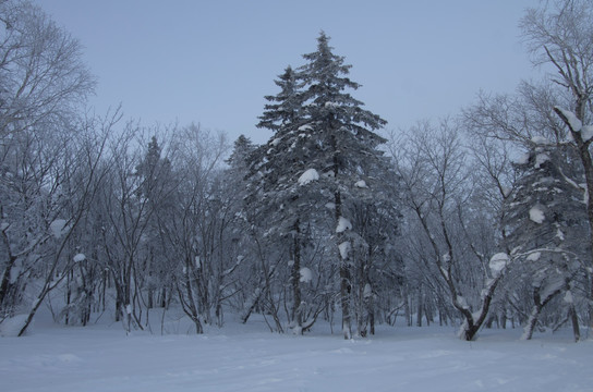 雪乡风景集合白桦林