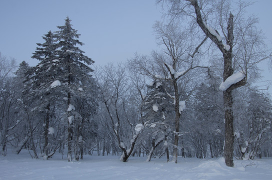 雪乡风景集合白桦林