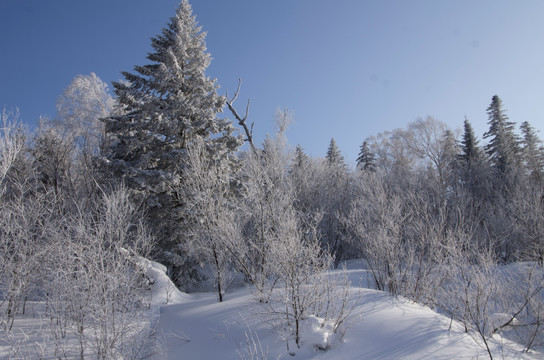 雪乡风景集合白桦林