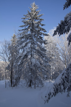 雪乡风景集合白桦林