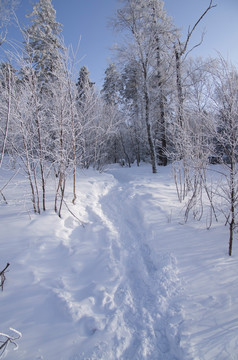 雪乡风景集合白桦林