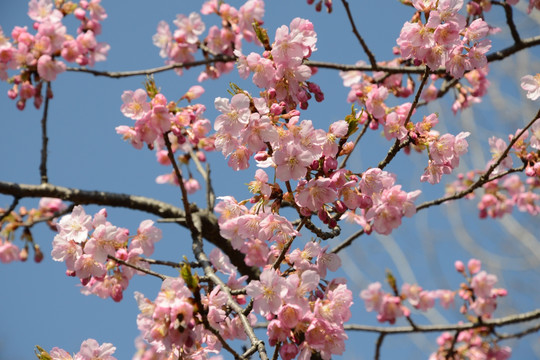 樱花