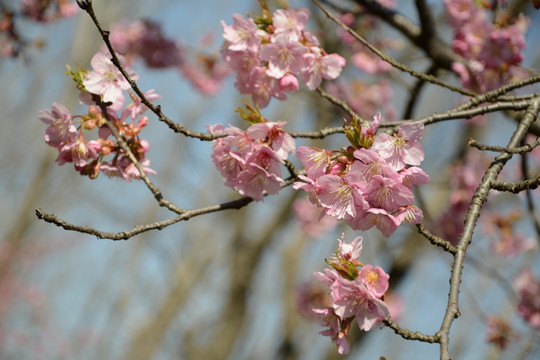 櫻花