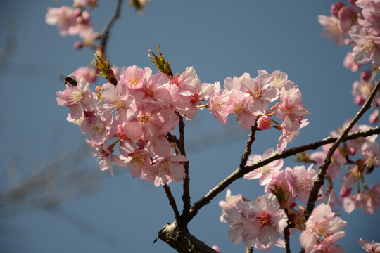 樱花