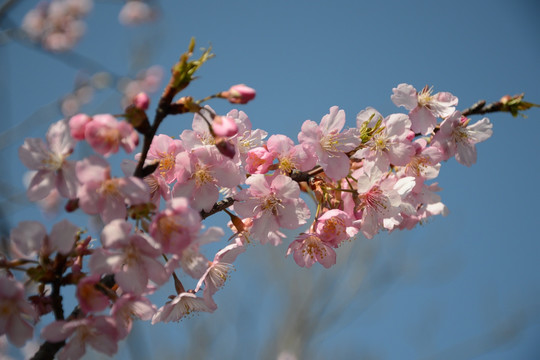 樱花