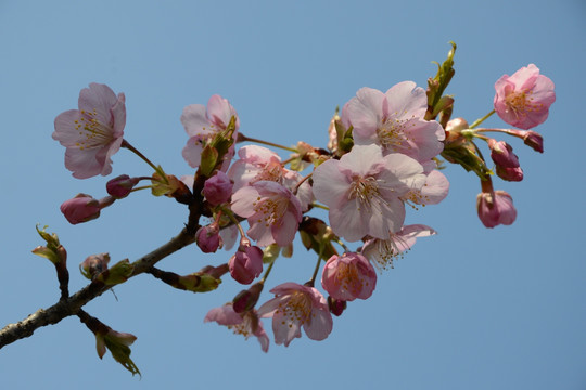 樱花