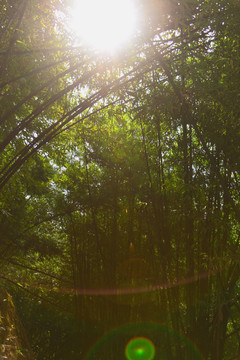 阳光灿烂的竹林