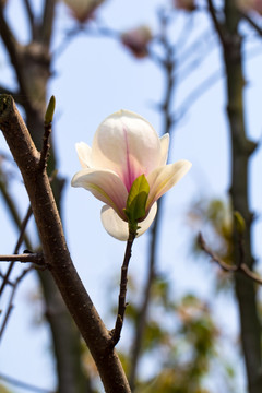 木棉花