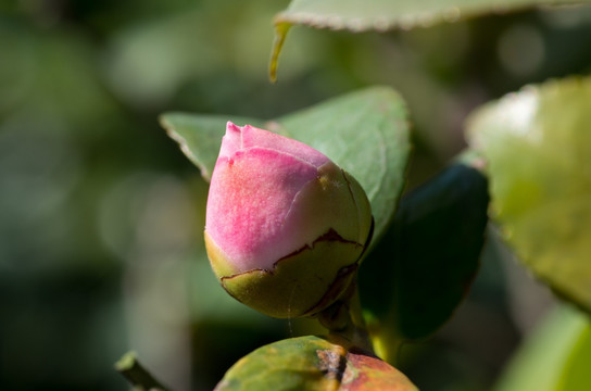 茶花