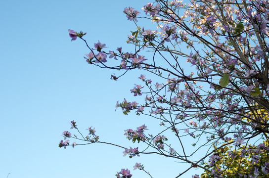 藍天鮮花