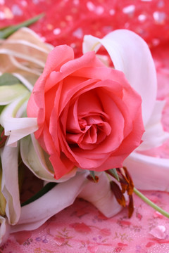 红色浪漫玫瑰花