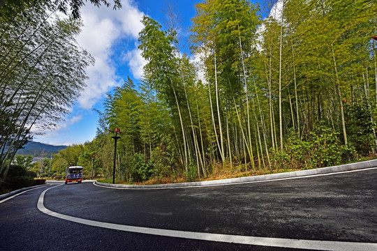 竹林里的沥青泊油路