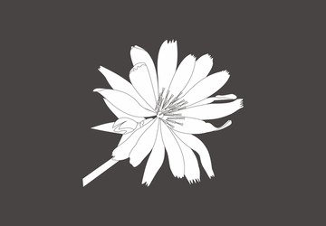矢量花卉 矢量花 線條花