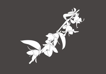 矢量花卉 矢量花 線條花