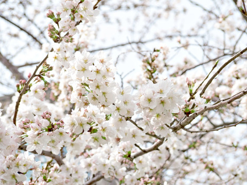 樱花树