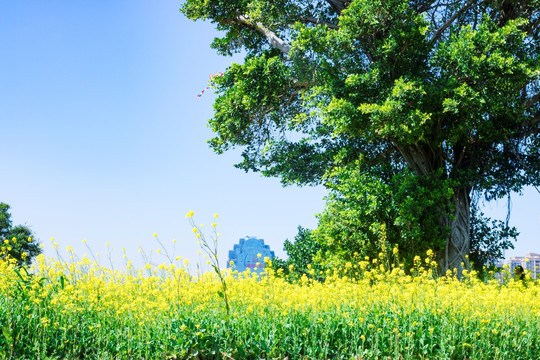 油菜花 黄花