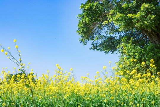 油菜花 黄花